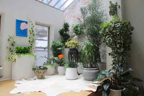 Interior plants creating jungle effect